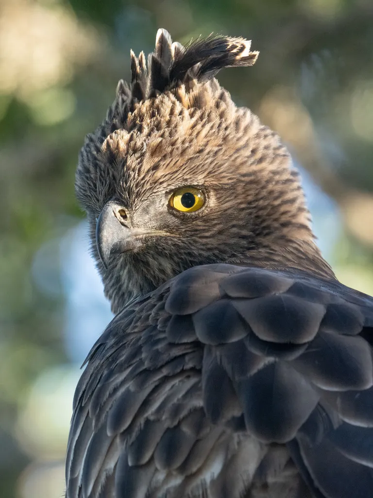 凤头鹰雕(Nisaetus cirrhatus)