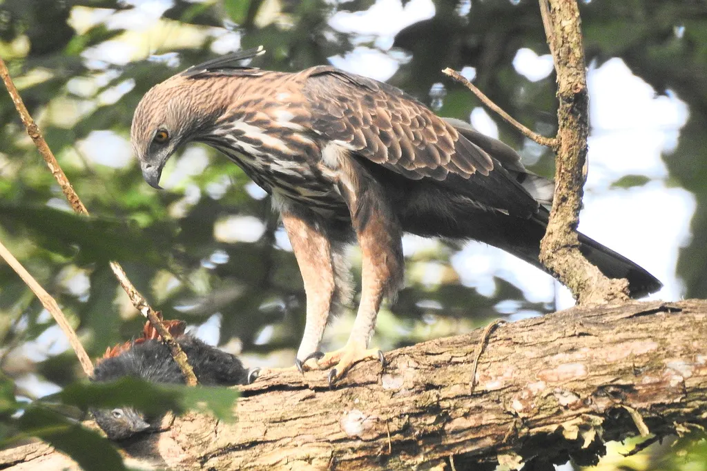 凤头鹰雕(Nisaetus cirrhatus)