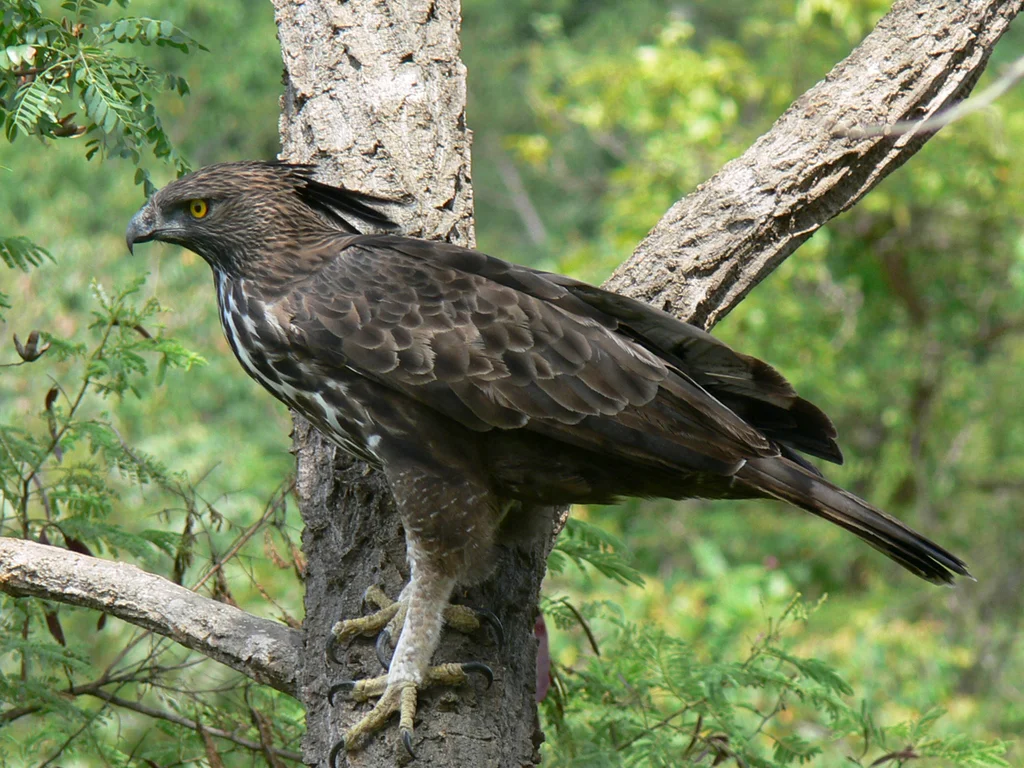 凤头鹰雕(Nisaetus cirrhatus)