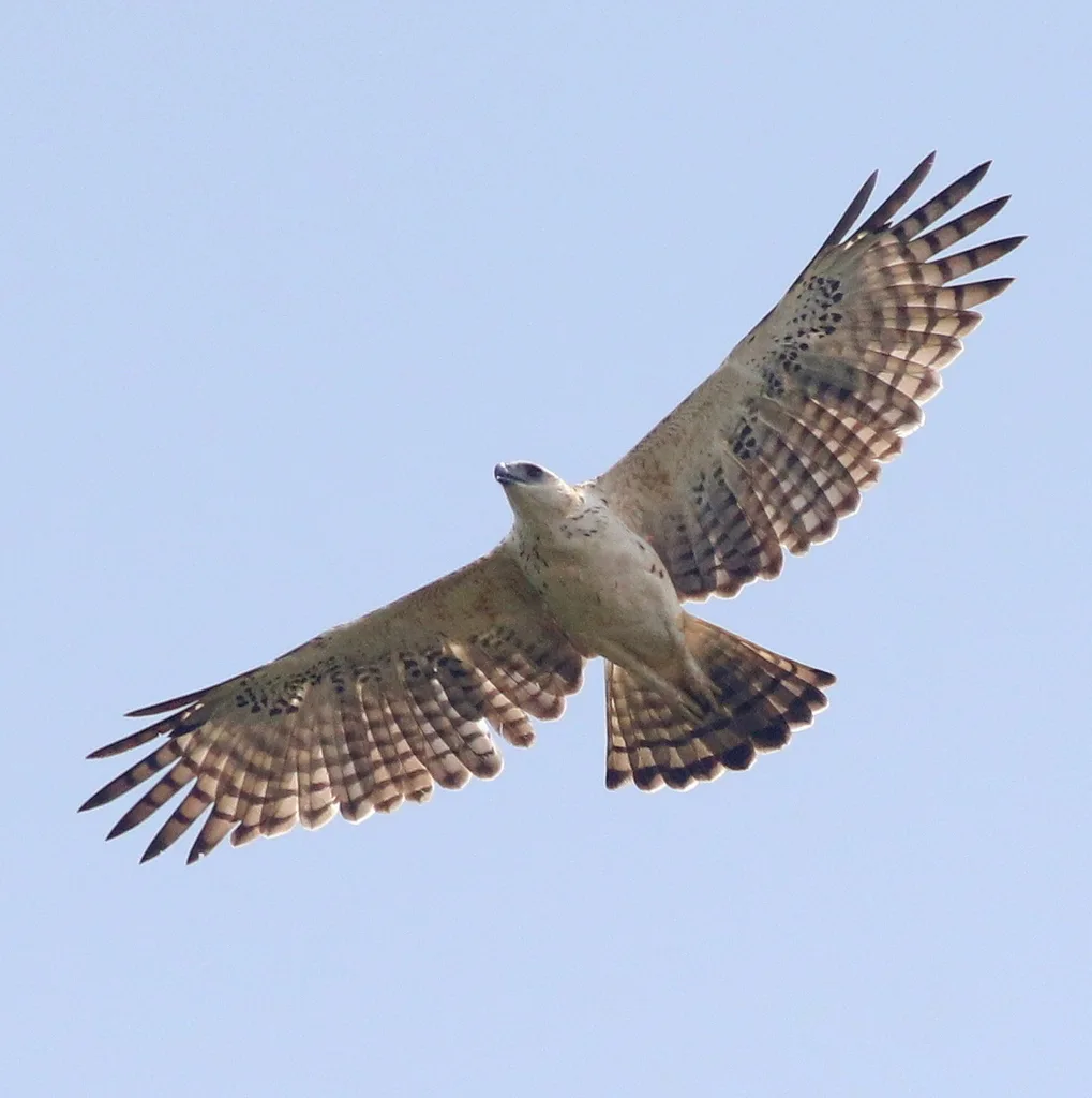 凤头鹰雕(Nisaetus cirrhatus)