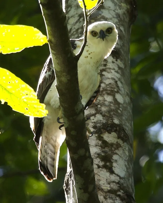 苏拉威西鹰雕（Nisaetus lanceolatus）