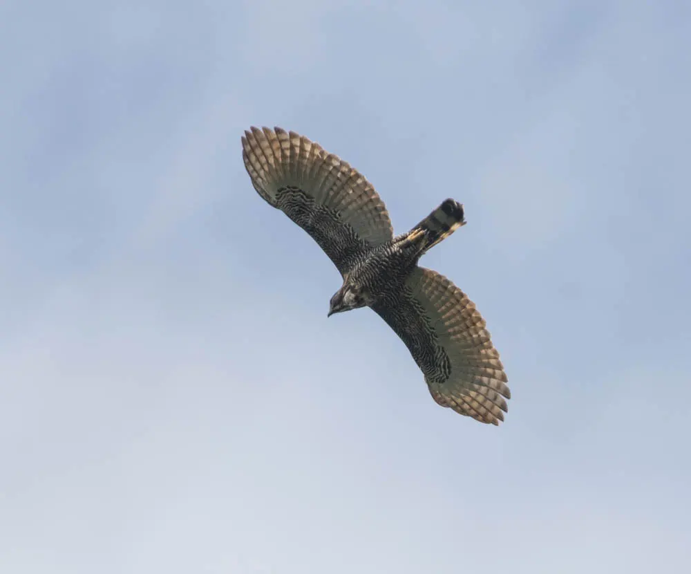 苏拉威西鹰雕（Nisaetus lanceolatus）