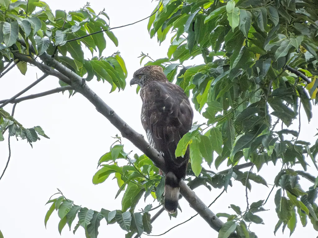 苏拉威西鹰雕（Nisaetus lanceolatus）