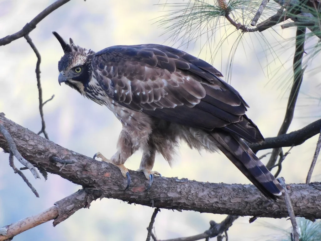 鹰雕(Nisaetus nipalensis)