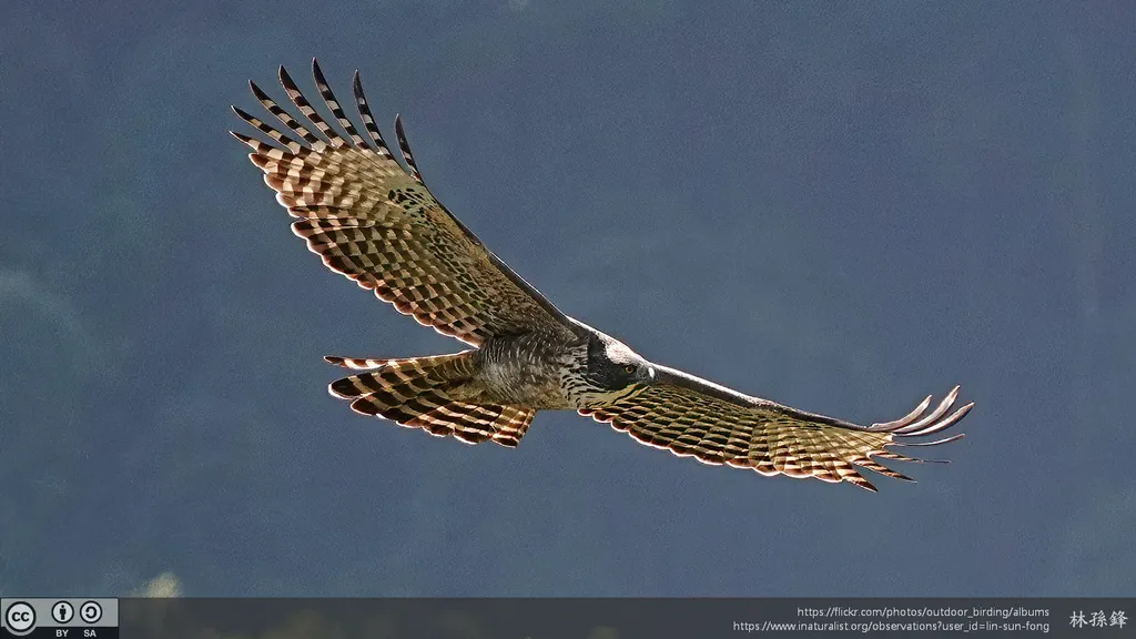 鹰雕(Nisaetus nipalensis)