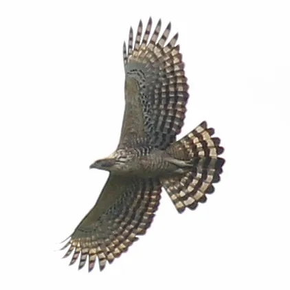 鹰雕(Nisaetus nipalensis)