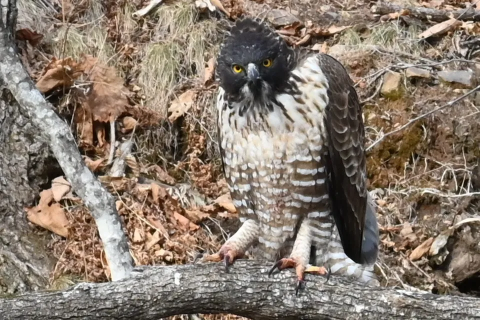鹰雕(Nisaetus nipalensis)