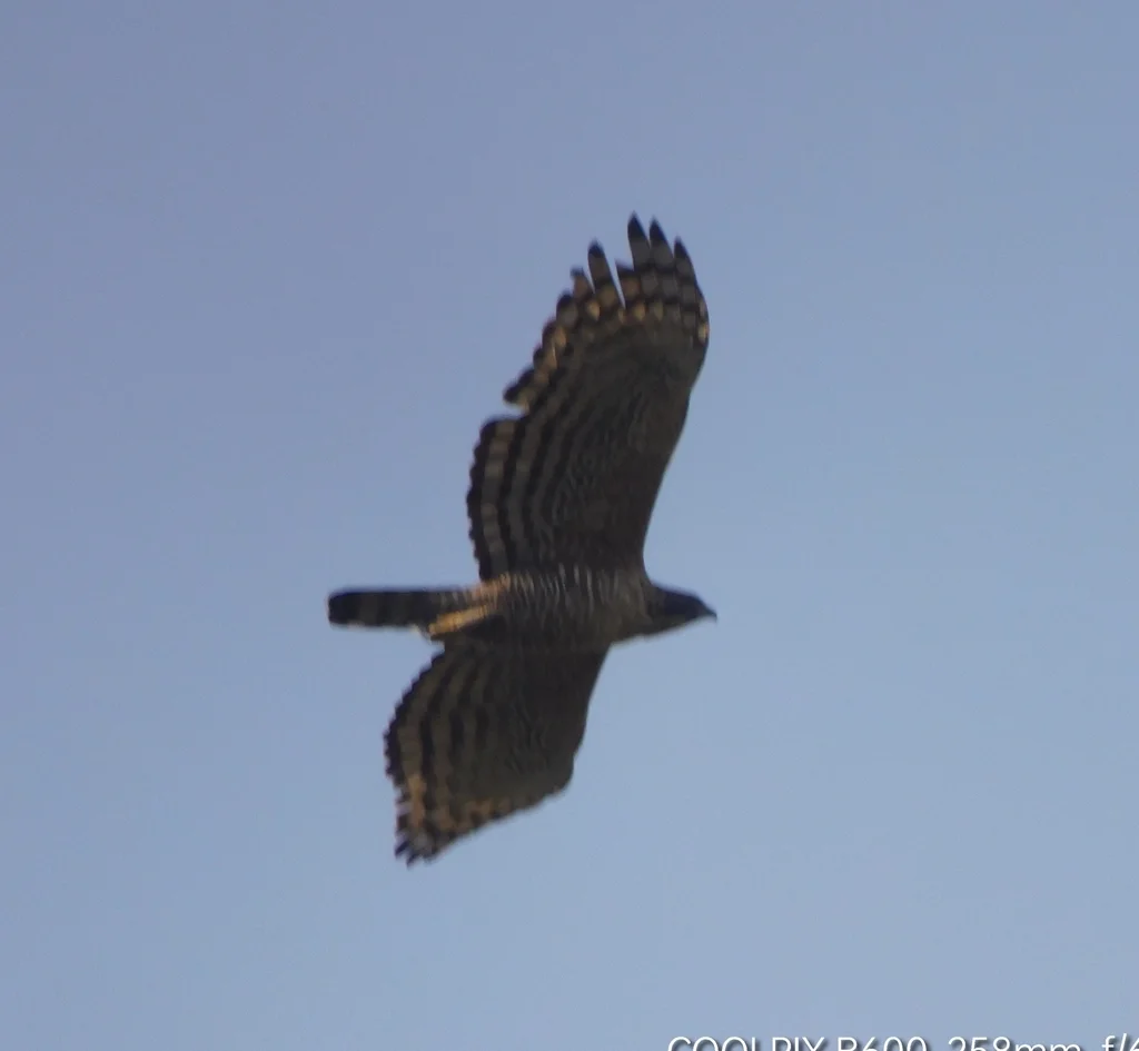 鹰雕(Nisaetus nipalensis)