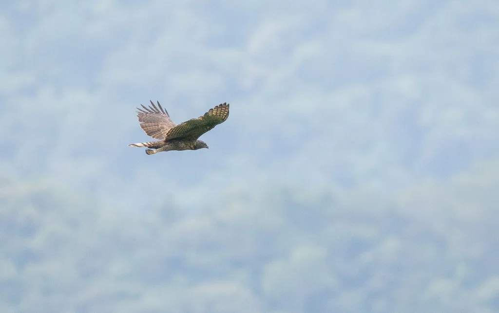 菲律宾鹰雕(Nisaetus philippensis)