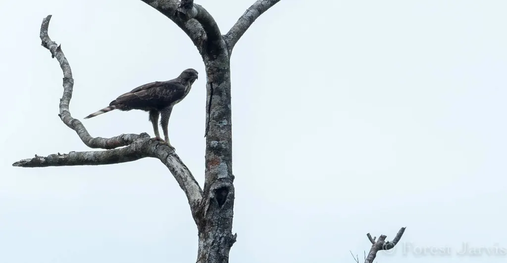 菲律宾鹰雕(Nisaetus philippensis)