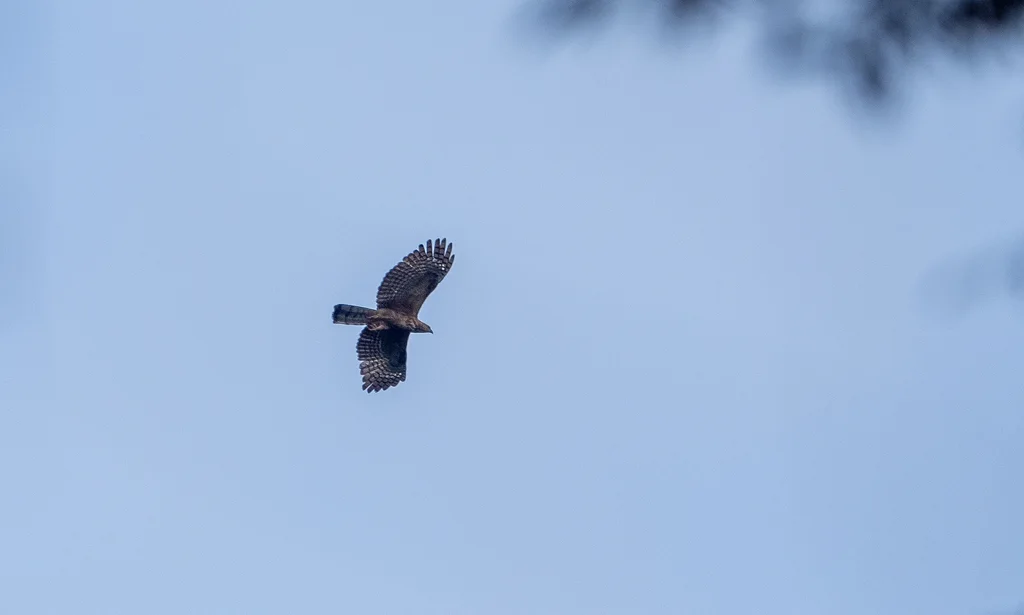 菲律宾鹰雕(Nisaetus philippensis)