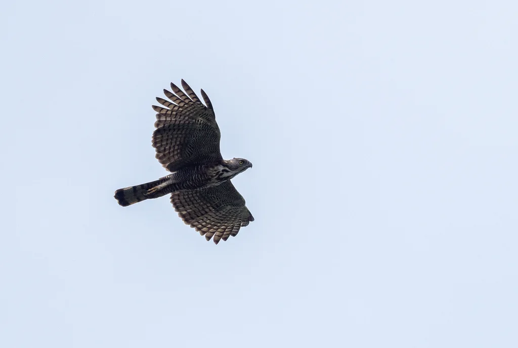 平氏鹰雕(Nisaetus pinskeri)