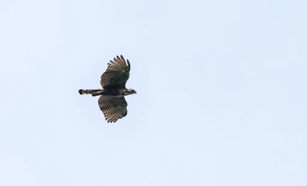 平氏鹰雕(Nisaetus pinskeri)