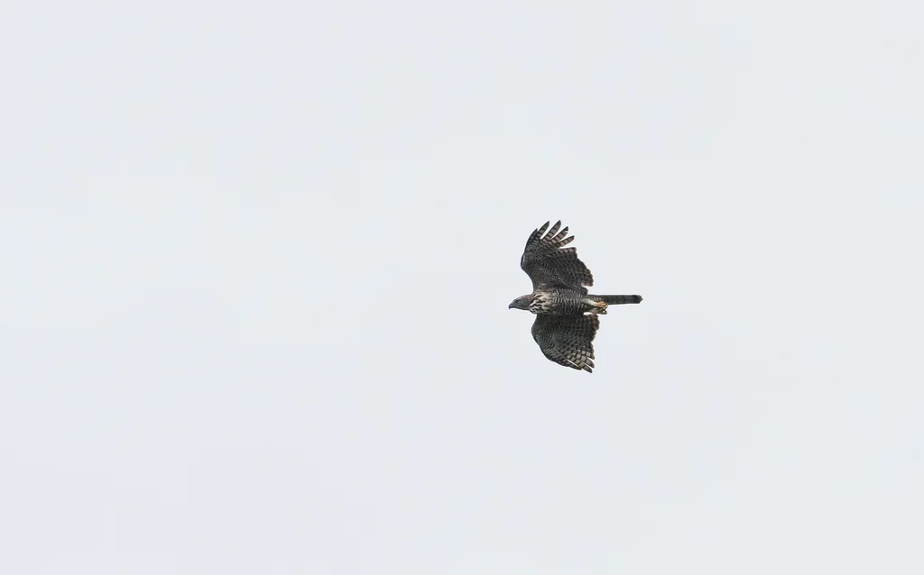平氏鹰雕(Nisaetus pinskeri)