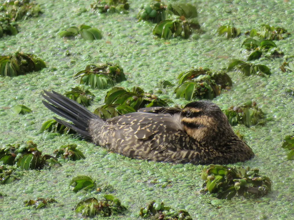 花脸硬尾鸭(Nomonyx dominicus)