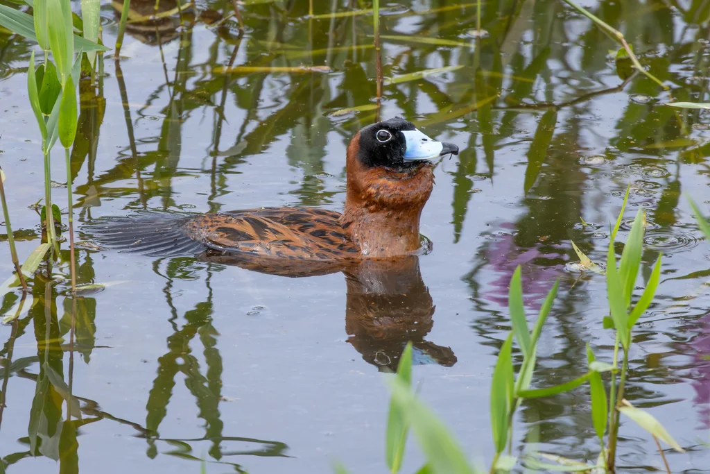 花脸硬尾鸭(Nomonyx dominicus)