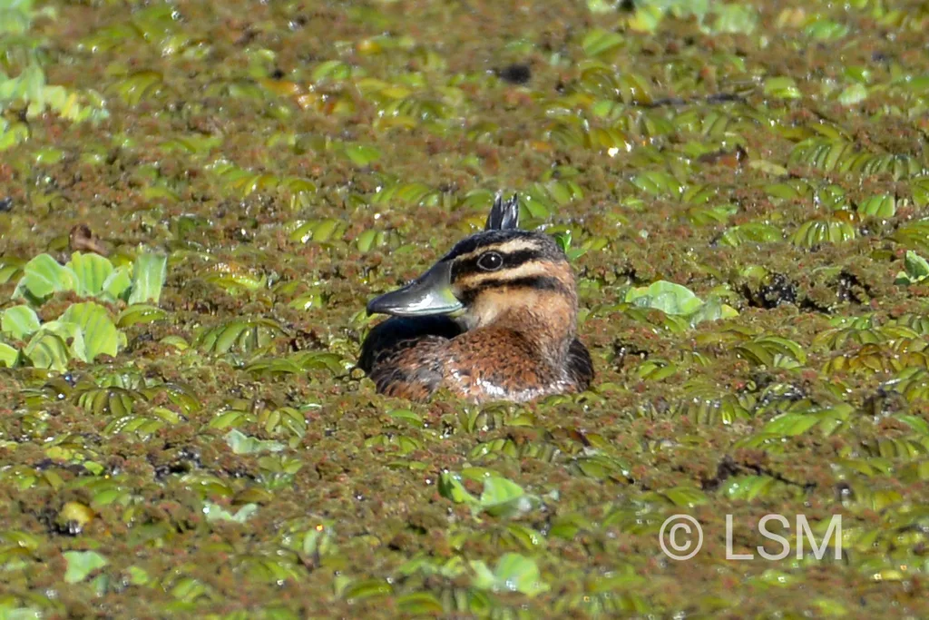 花脸硬尾鸭(Nomonyx dominicus)