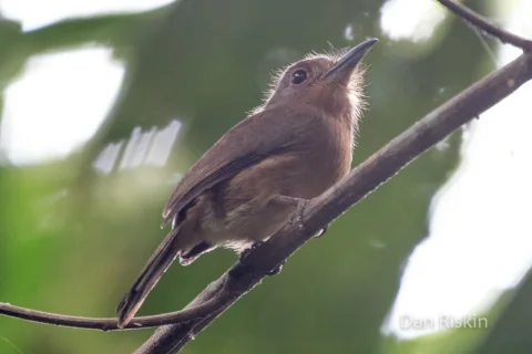 褐小蓬头䴕