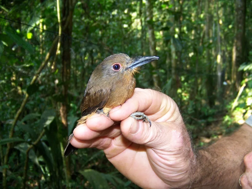 褐小蓬头䴕(Nonnula brunnea)