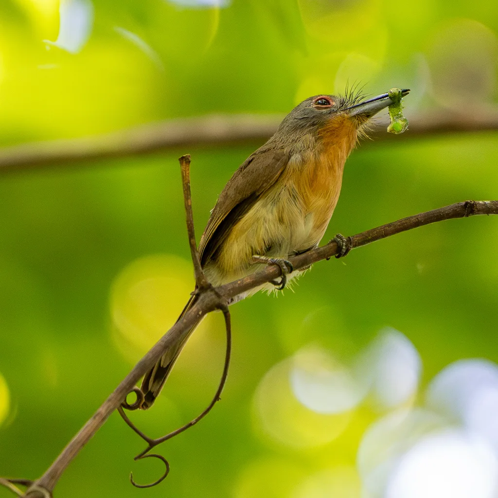 灰颊小蓬头䴕(Nonnula frontalis)