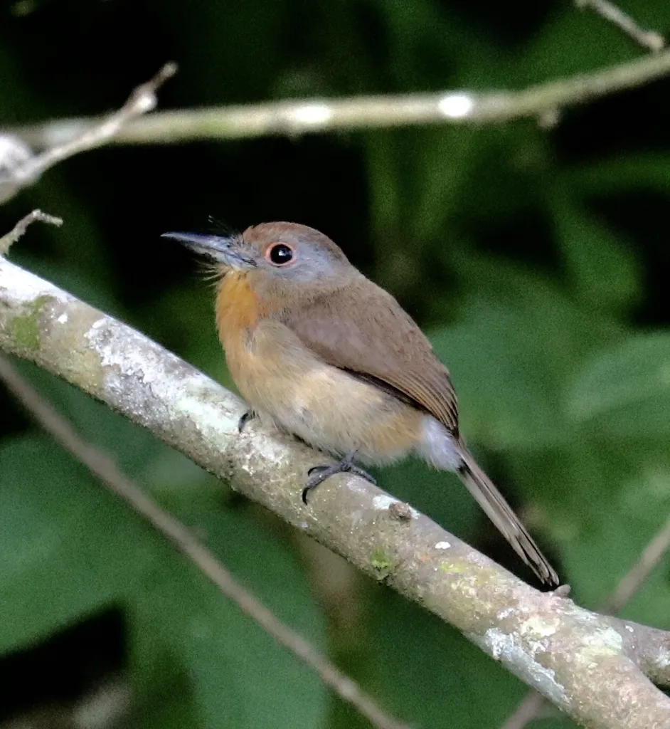 灰颊小蓬头䴕(Nonnula frontalis)