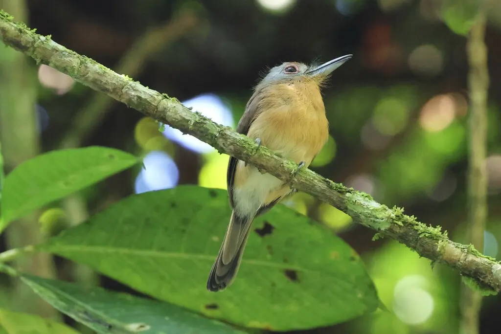 灰颊小蓬头䴕(Nonnula frontalis)