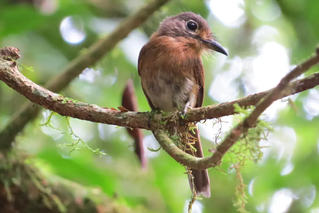 锈胸小蓬头䴕(Nonnula rubecula)