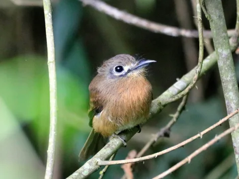 锈胸小蓬头䴕