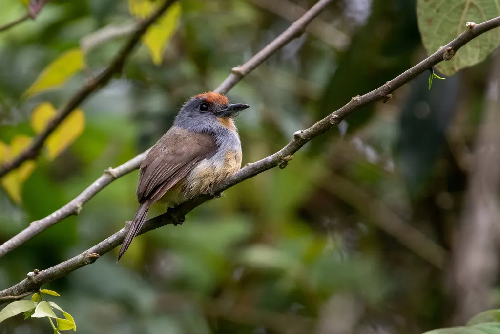 棕顶小蓬头䴕(Nonnula ruficapilla)