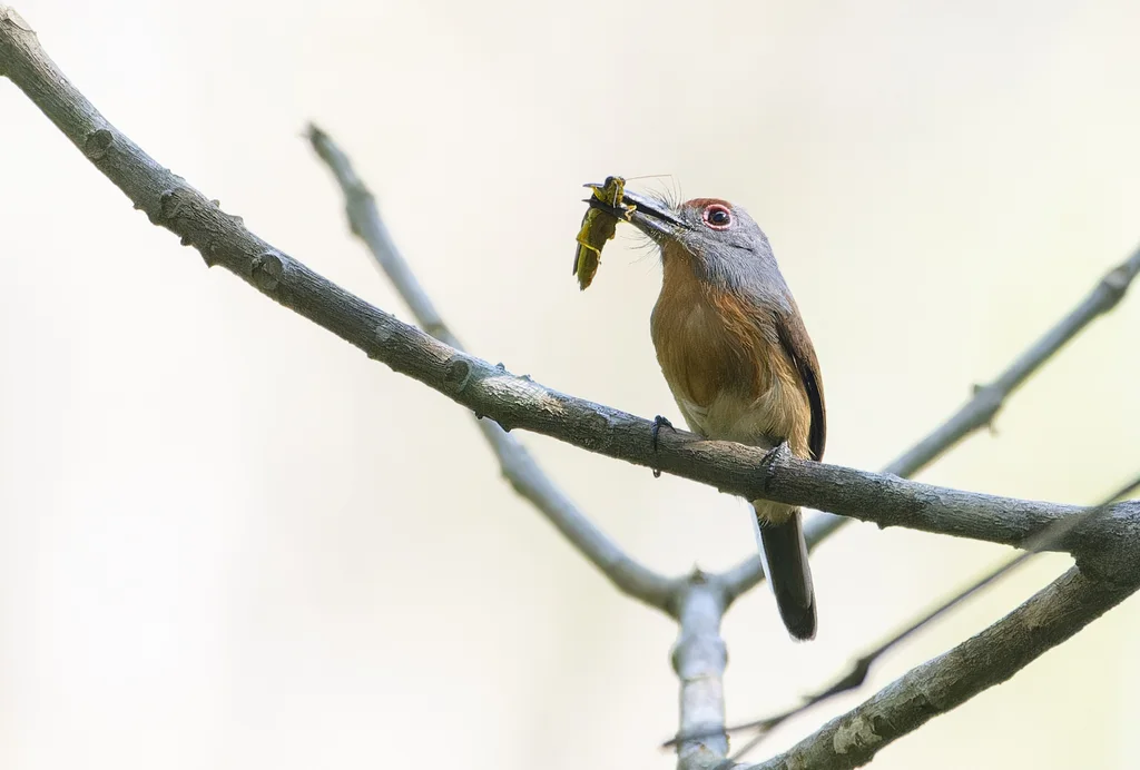 棕顶小蓬头䴕(Nonnula ruficapilla)