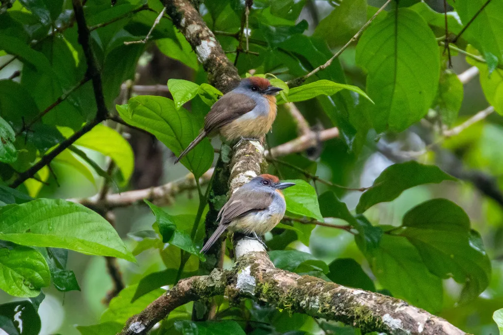 棕顶小蓬头䴕(Nonnula ruficapilla)