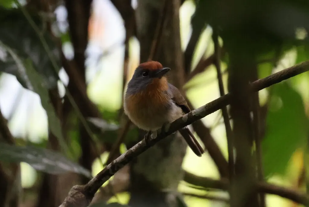 棕顶小蓬头䴕(Nonnula ruficapilla)