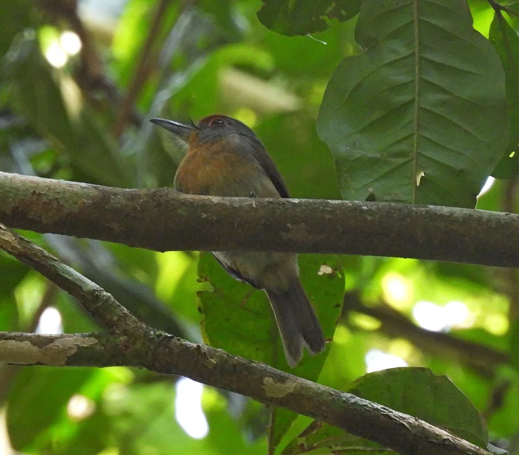 棕顶小蓬头䴕(Nonnula ruficapilla)