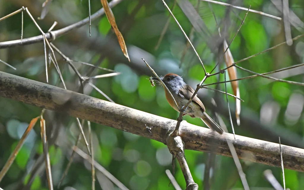 棕顶小蓬头䴕(Nonnula ruficapilla)