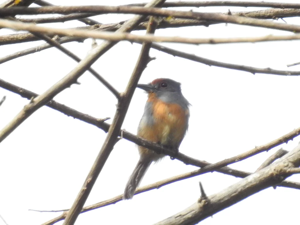 棕顶小蓬头䴕(Nonnula ruficapilla)
