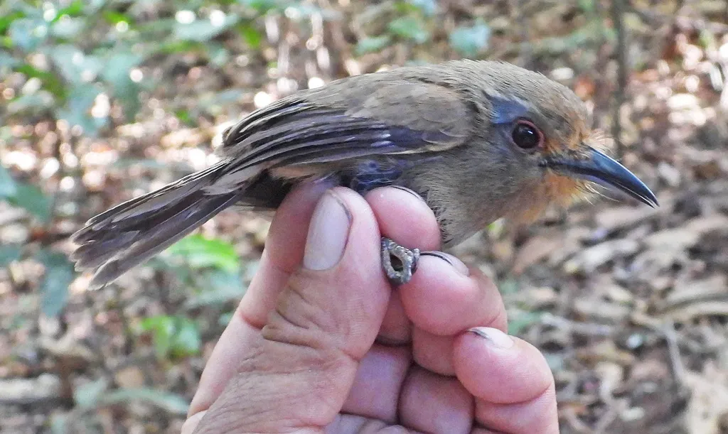 褐颊小蓬头䴕(Nonnula sclateri)