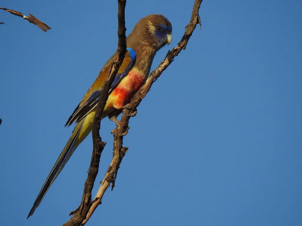 红腹蓝额鹦鹉(Northiella haematogaster)