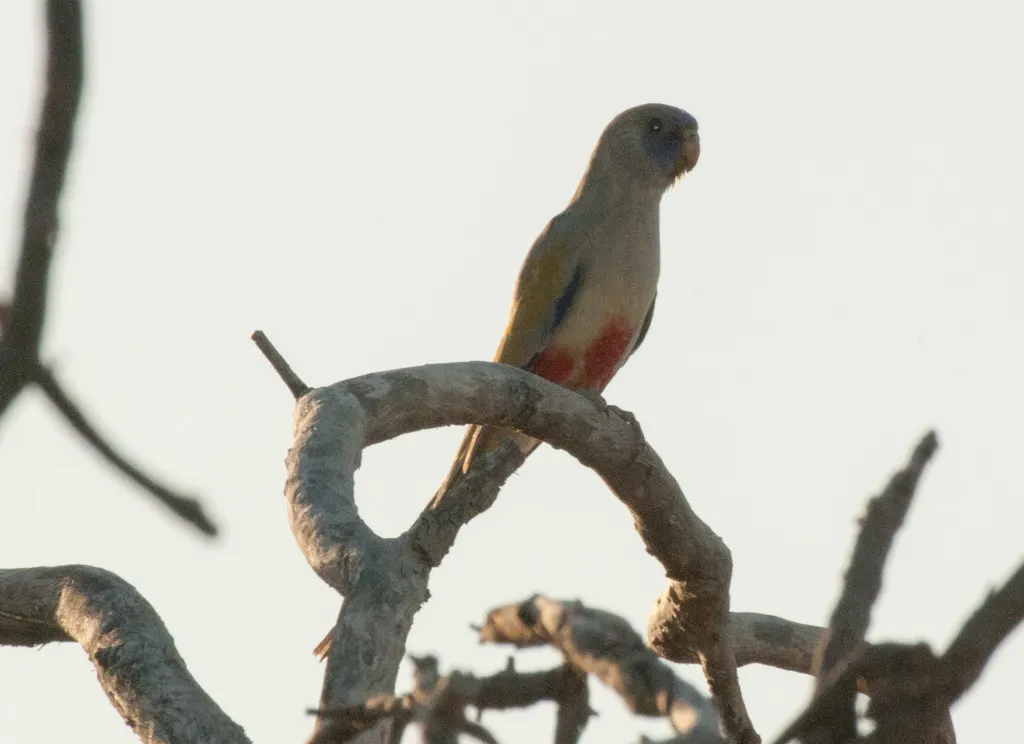 红腹蓝额鹦鹉(Northiella haematogaster)