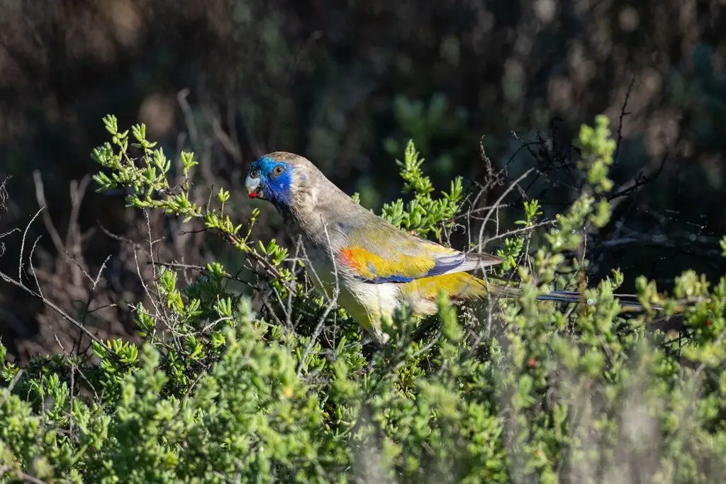黄腹蓝额鹦鹉（Northiella narethae）