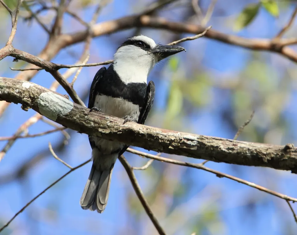 白颈蓬头䴕(Notharchus hyperrhynchus)