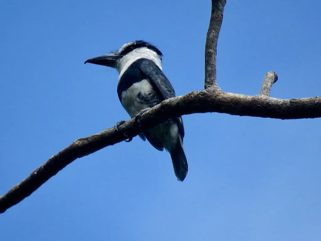 白颈蓬头䴕(Notharchus hyperrhynchus)