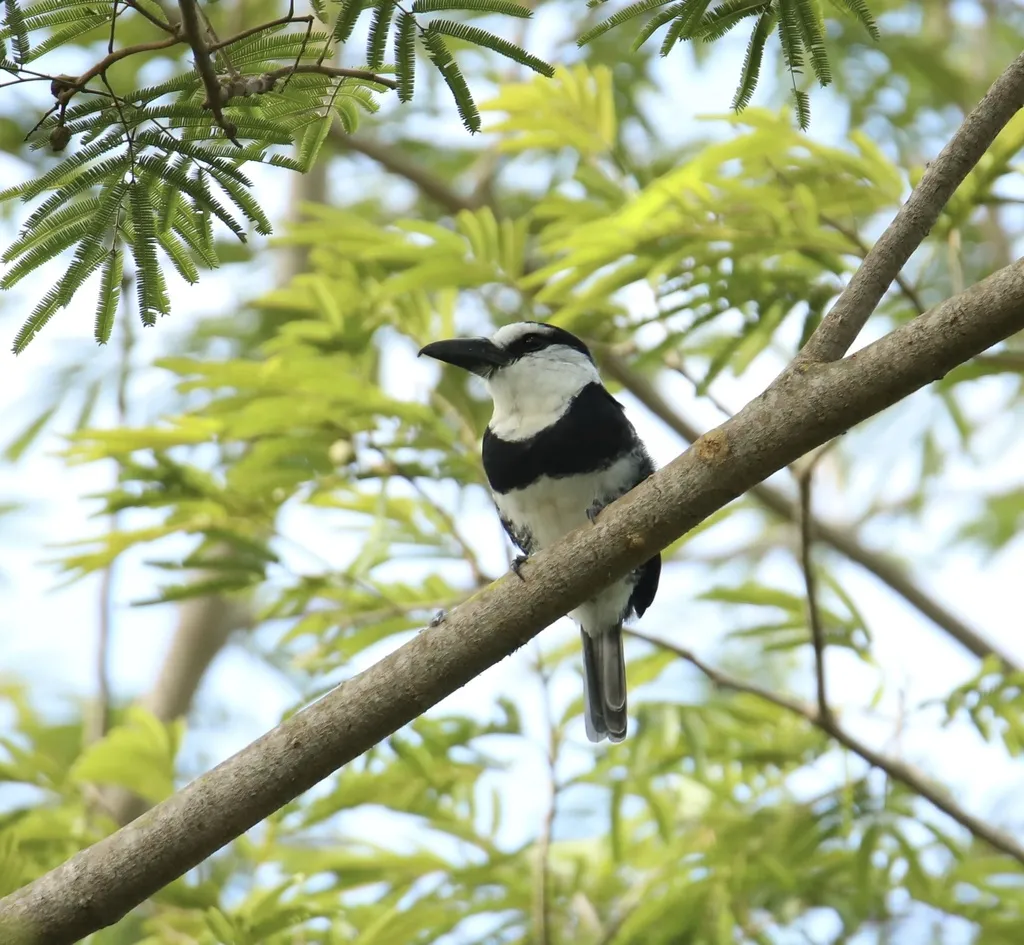 白颈蓬头䴕(Notharchus hyperrhynchus)