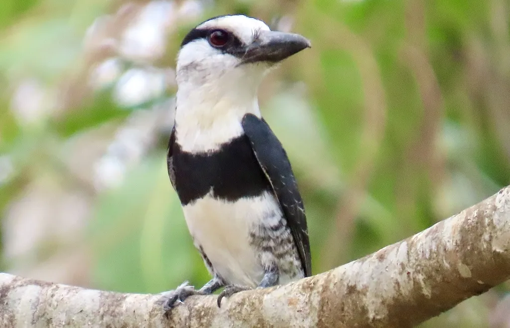 白颈蓬头䴕（Notharchus hyperrhynchus）
