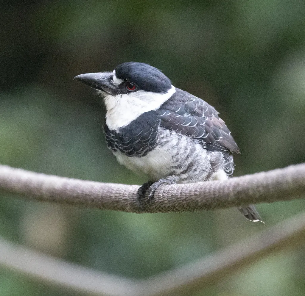 圭亚那蓬头䴕(Notharchus macrorhynchos)