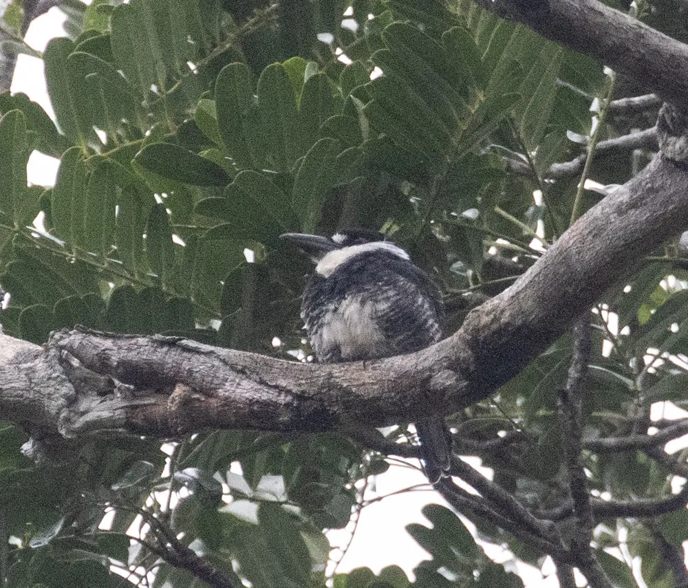 圭亚那蓬头䴕(Notharchus macrorhynchos)