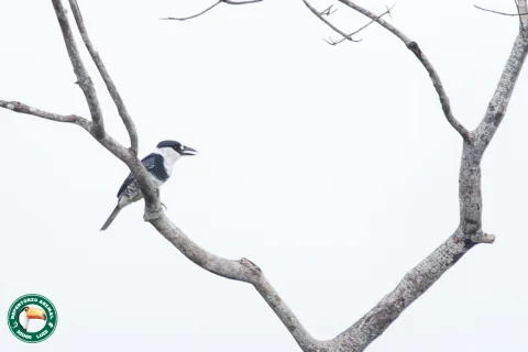圭亚那蓬头䴕