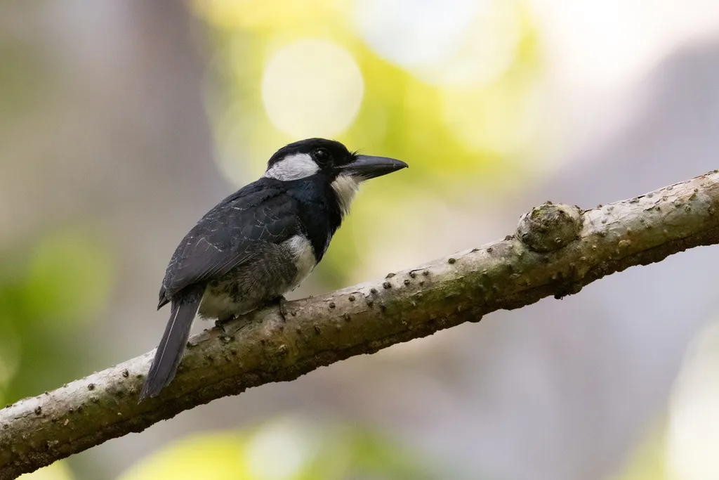 黑胸蓬头䴕(Notharchus pectoralis)