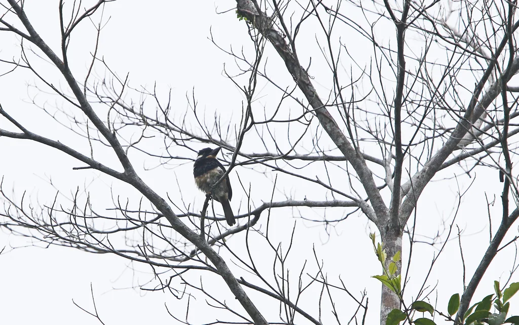 黑胸蓬头䴕(Notharchus pectoralis)