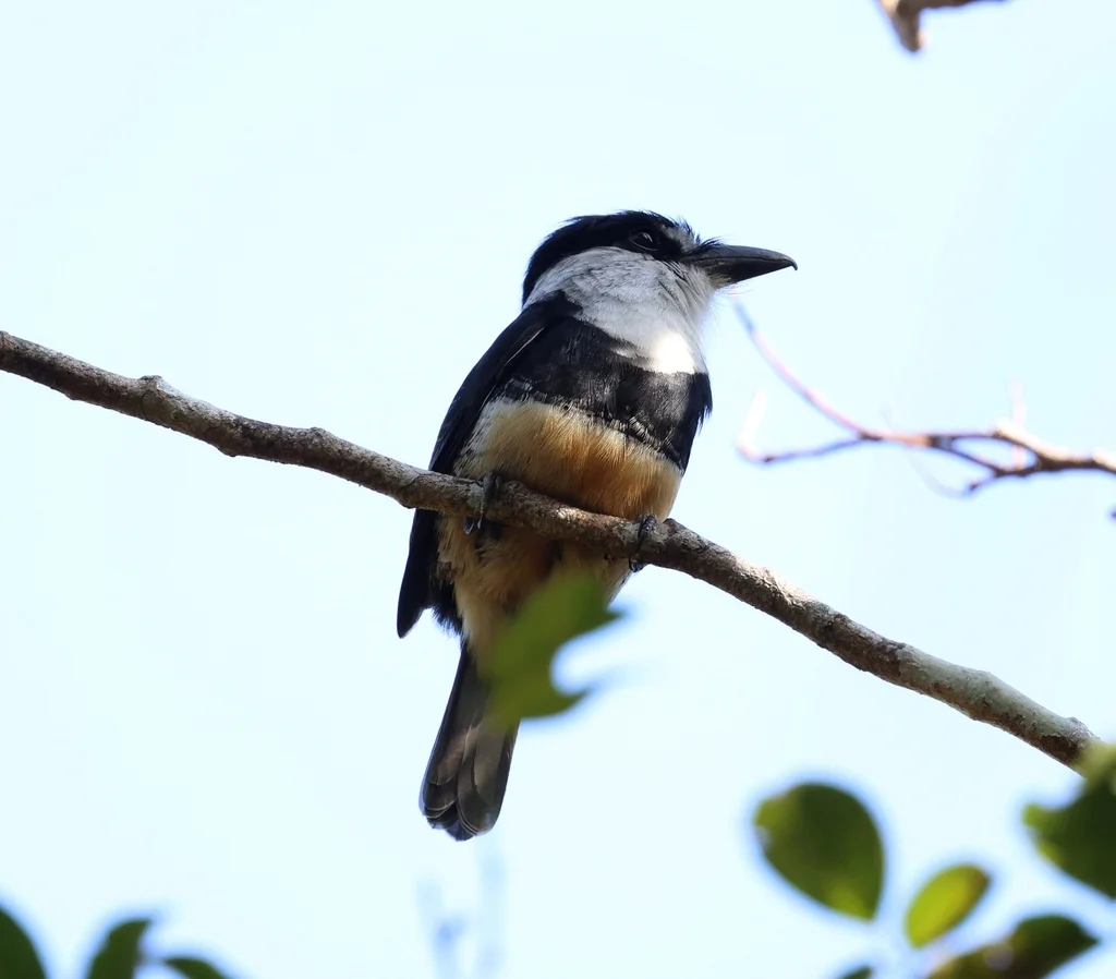 黄腹蓬头䴕(Notharchus swainsoni)