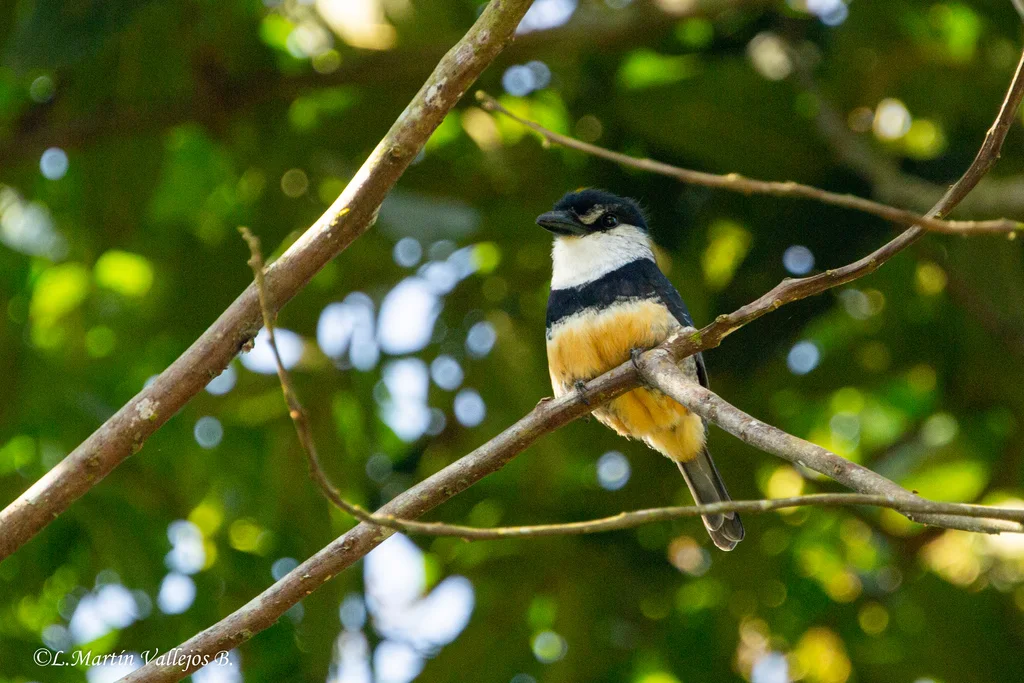 黄腹蓬头䴕(Notharchus swainsoni)